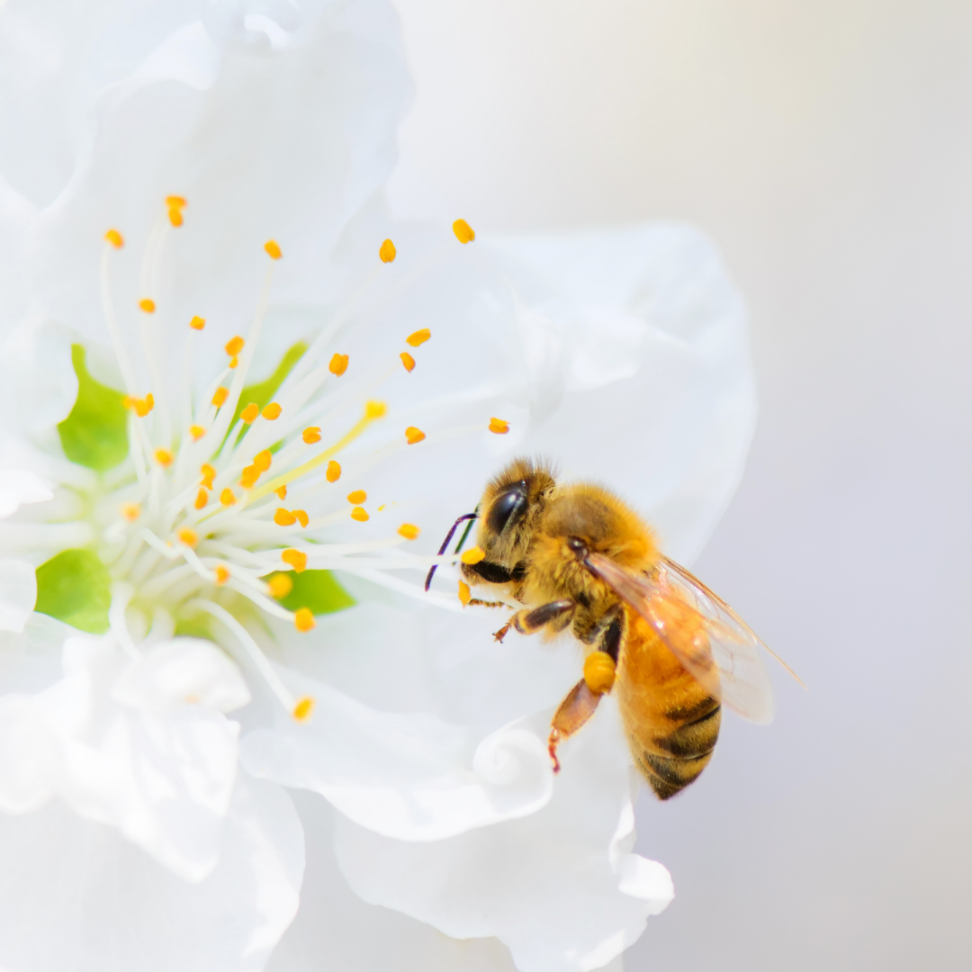 Celebrating Bee Day 2019 - How to bring bees buzzing back to your backyard