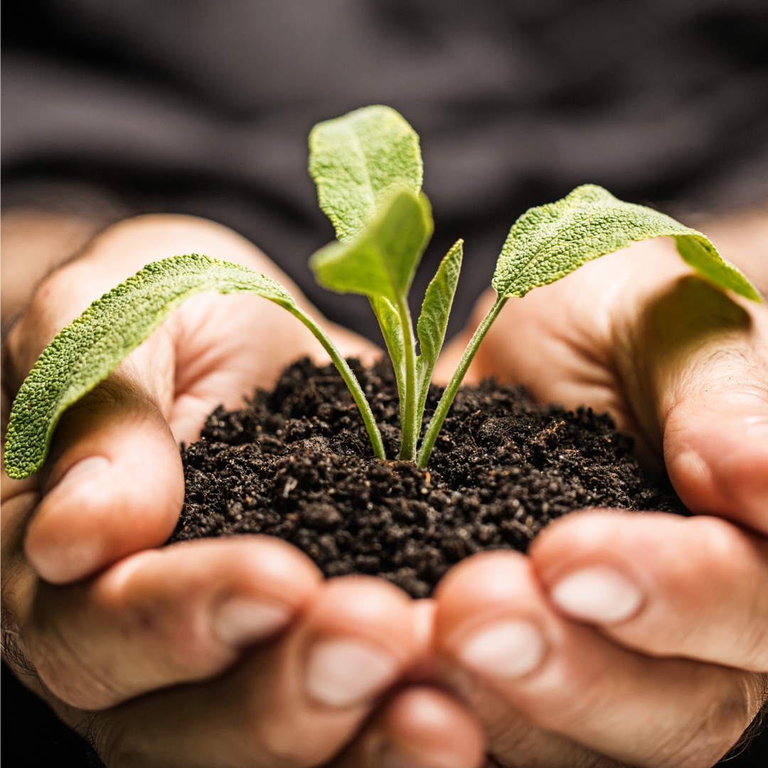 Sweet Success Using Honey as Fertilizer in Your Garden