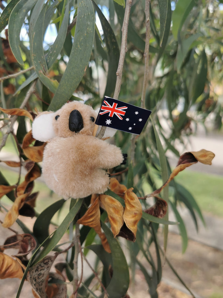 Koala bear doll holding a flag of Australia clipped on a tree branch