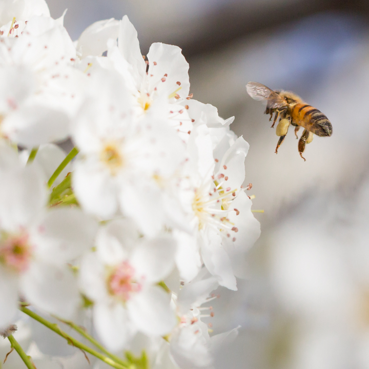 A bee hovering on white flowers