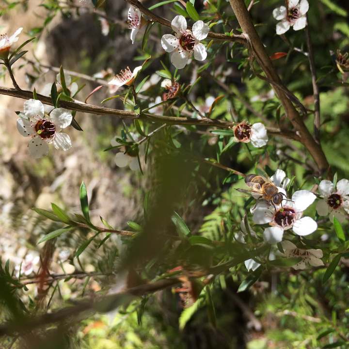 Bees on flowers of Tea Tree or Leptospermum tree