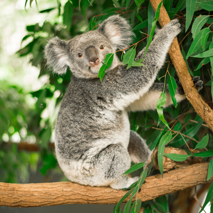 A koala on the eucalyptus tree branches