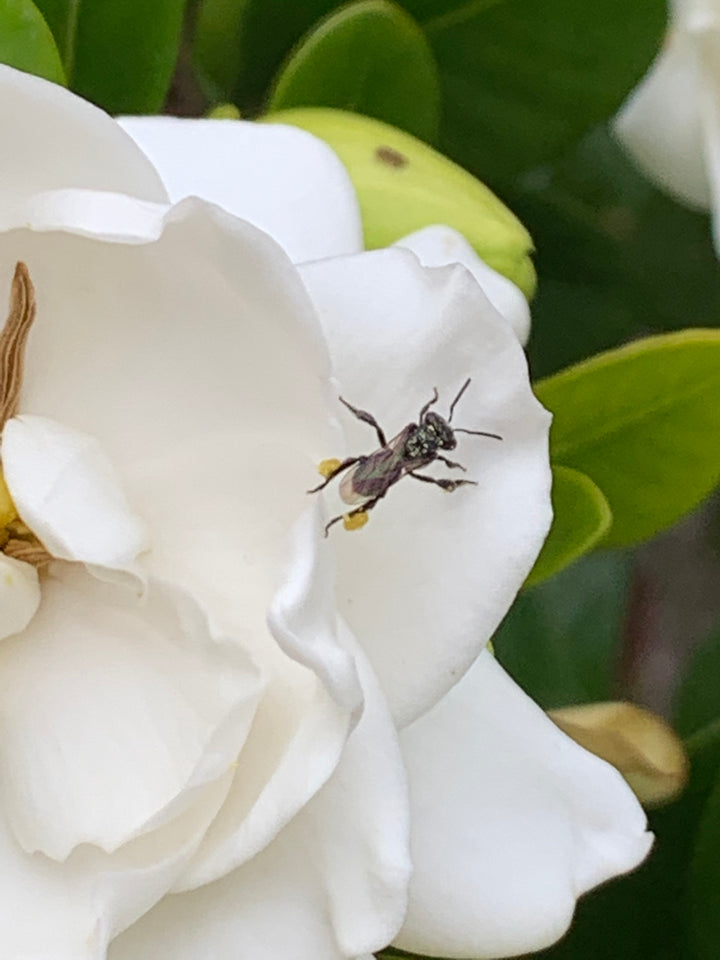 A small bee on the white flower petal