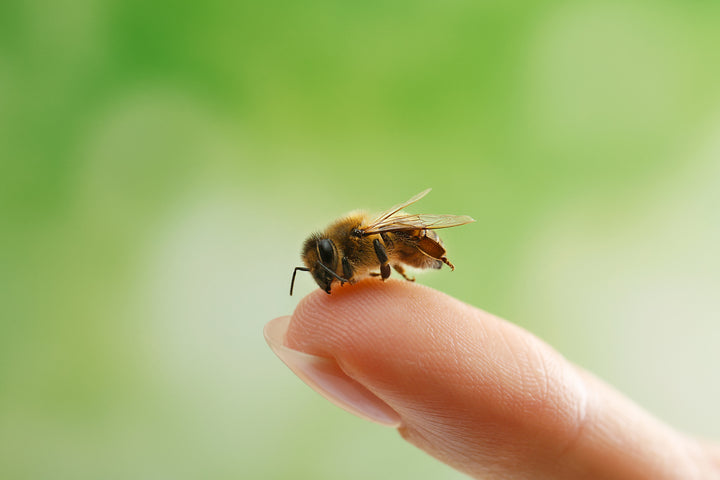 A bee sitting on top of a finger tip with green background